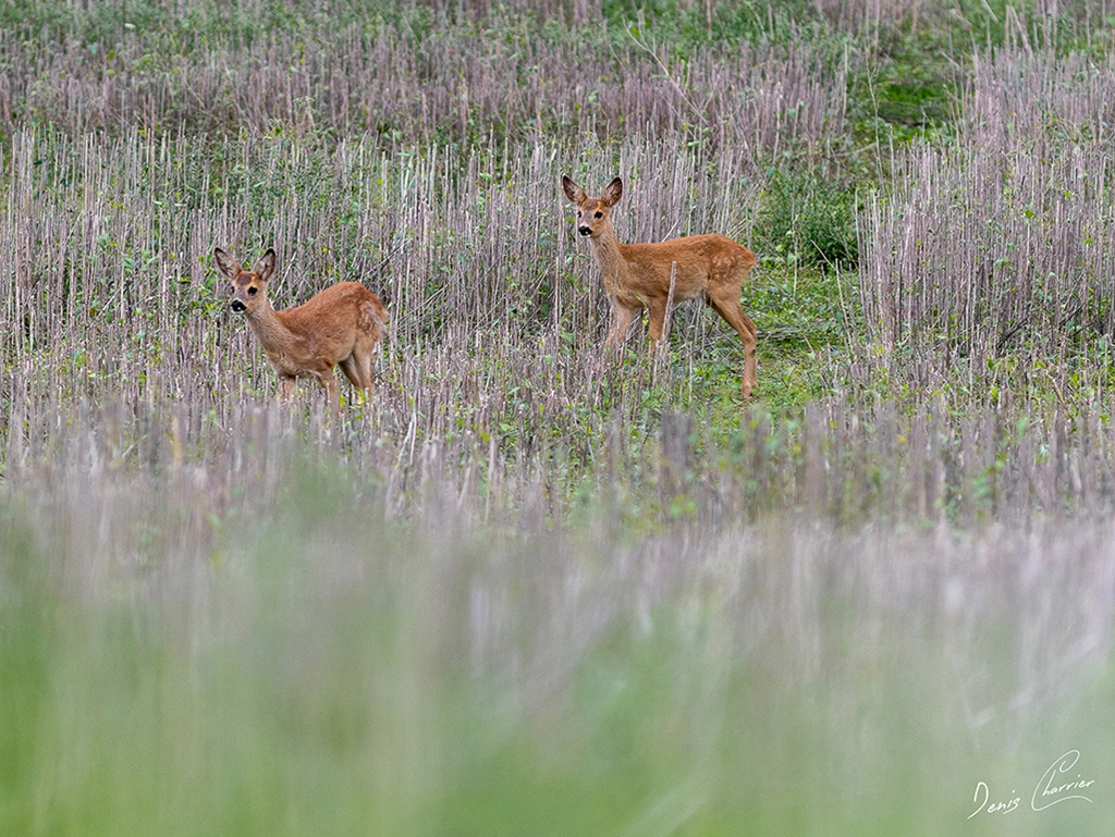 Deux jeunes chevreuils dans un champs
